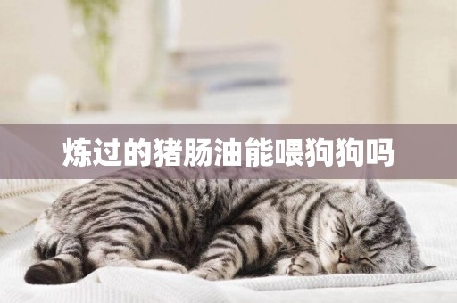 煉過的豬腸油能喂狗狗嗎