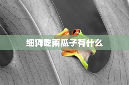細狗吃南瓜子有什么