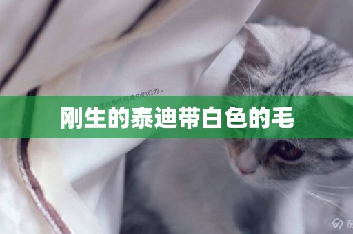 剛生的泰迪帶白色的毛