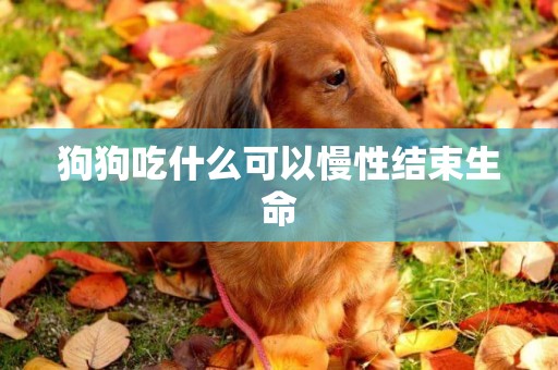狗狗吃什么可以慢性結束生命