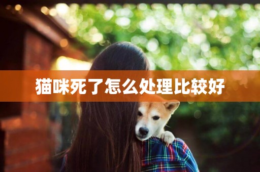 貓咪死了怎么處理比較好