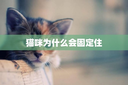 貓咪為什么會固定住