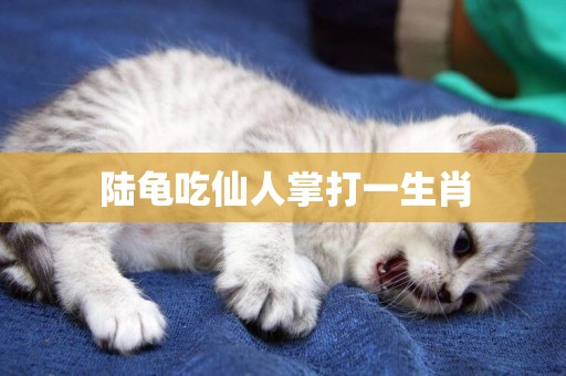 陸龜吃仙人掌打一生肖