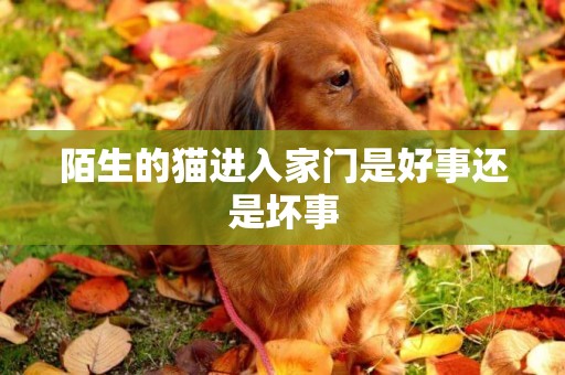 陌生的貓進入家門是好事還是壞事