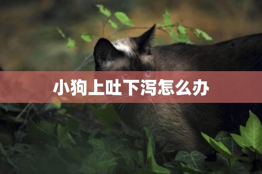 小狗上吐下瀉怎么辦