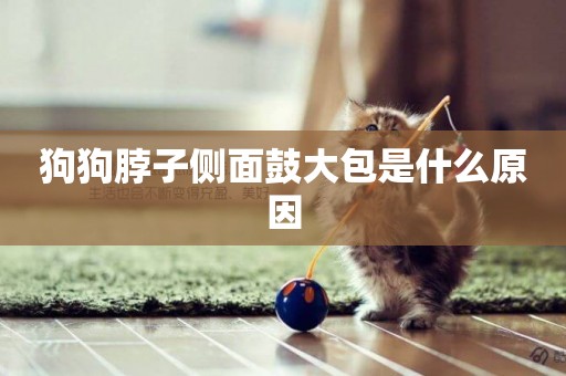 狗狗脖子側面鼓大包是什么原因