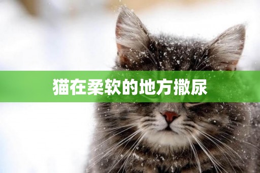 貓在柔軟的地方撒尿