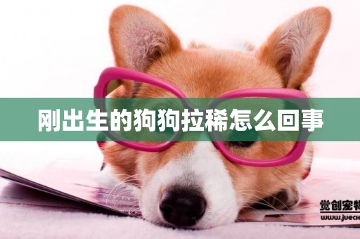 剛出生的狗狗拉稀怎么回事