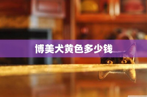 博美犬黃色多少錢