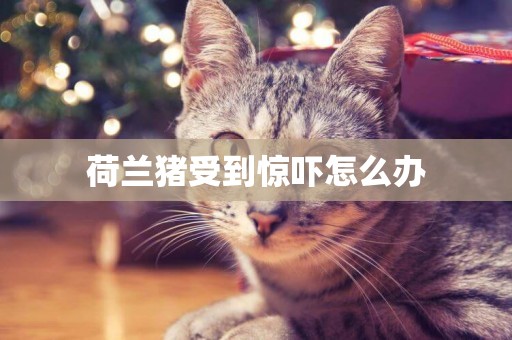 荷蘭豬受到驚嚇怎么辦