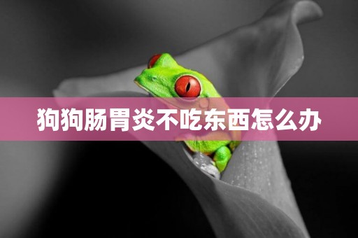 狗狗腸胃炎不吃東西怎么辦