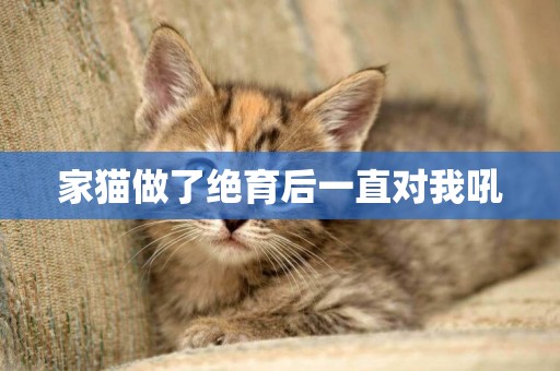 家貓做了絕育后一直對我吼