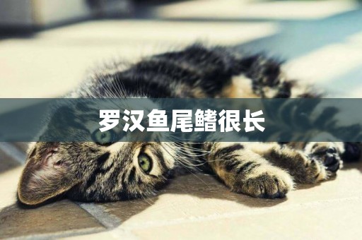 羅漢魚尾鰭很長