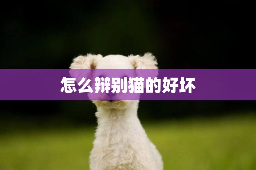 怎么辯別貓的好壞