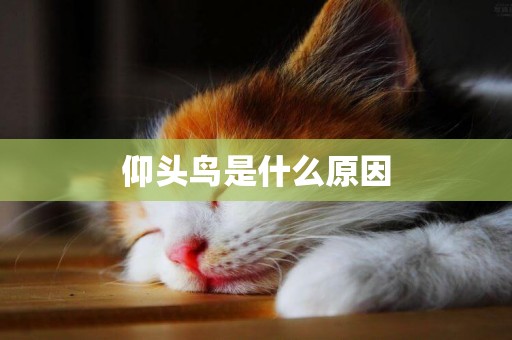 仰頭鳥是什么原因