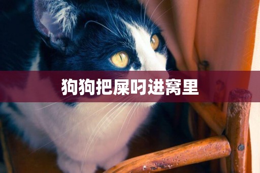 狗狗把屎叼進窩里