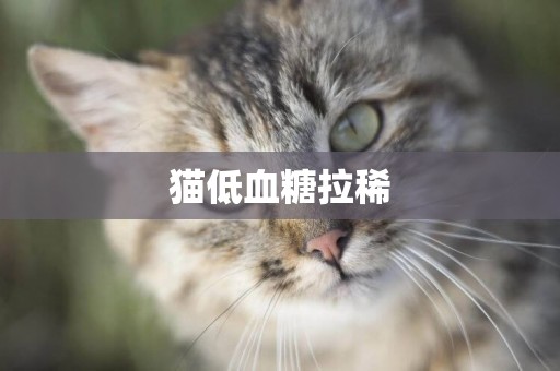 貓低血糖拉稀