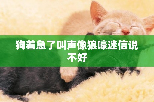 狗著急了叫聲像狼嚎迷信說不好