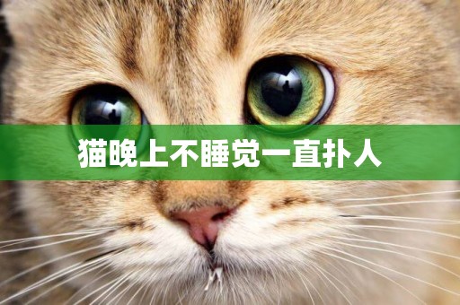 貓晚上不睡覺一直撲人