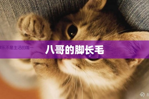 八哥的腳長毛