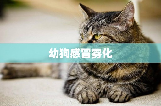 幼狗感冒霧化