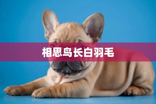 相思鳥長白羽毛