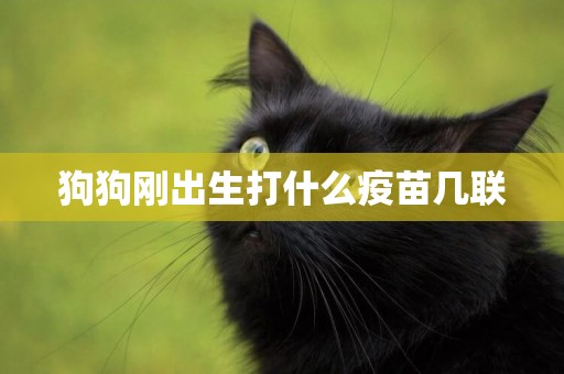 狗狗剛出生打什么疫苗幾聯