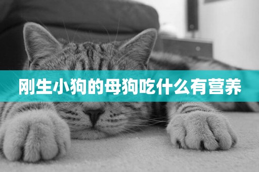 剛生小狗的母狗吃什么有營養