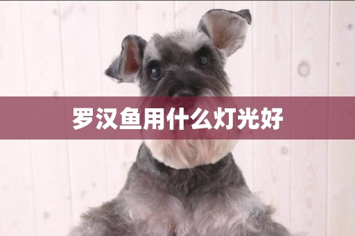羅漢魚用什么燈光好