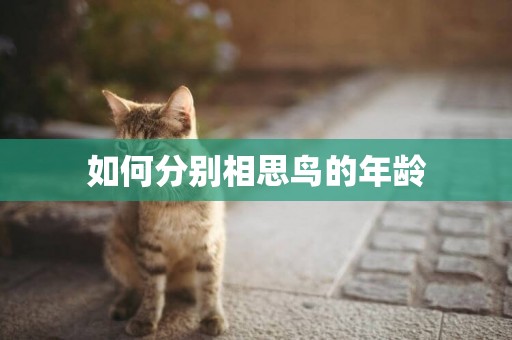 如何分別相思鳥的年齡