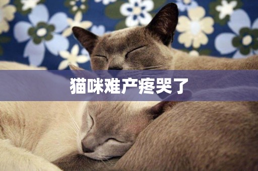 貓咪難產疼哭了