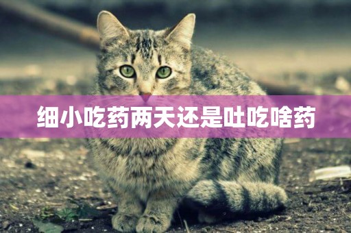 細小吃藥兩天還是吐吃啥藥