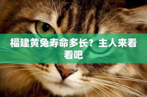 福建黃兔壽命多長？主人來看看吧
