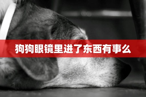 狗狗眼鏡里進了東西有事么