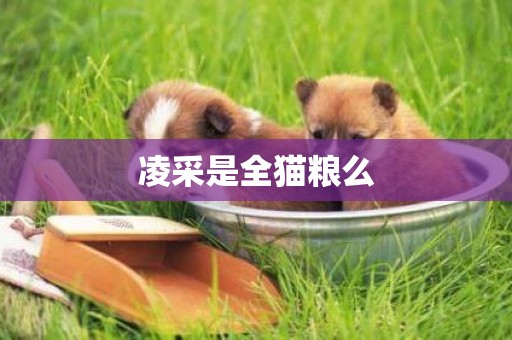 凌采是全貓糧么