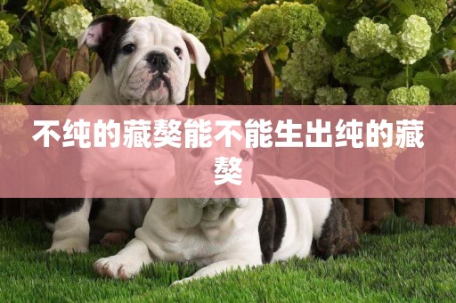 不純的藏獒能不能生出純的藏獒