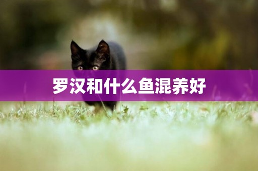 羅漢和什么魚混養好