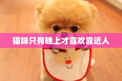 貓咪只有晚上才喜歡靠近人