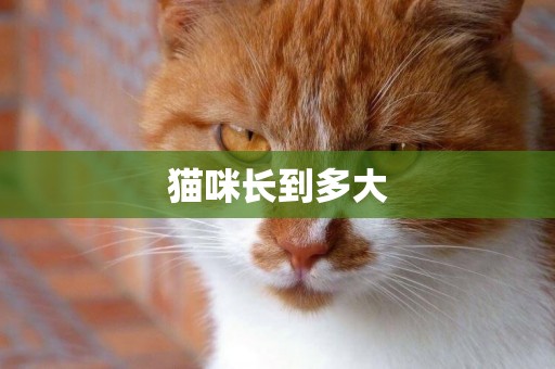貓咪長到多大