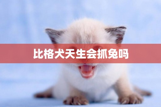 比格犬天生會抓兔嗎