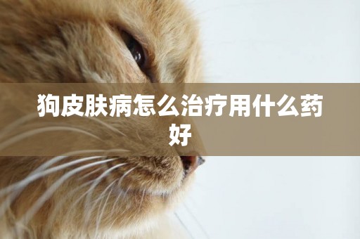 狗皮膚病怎么治療用什么藥好