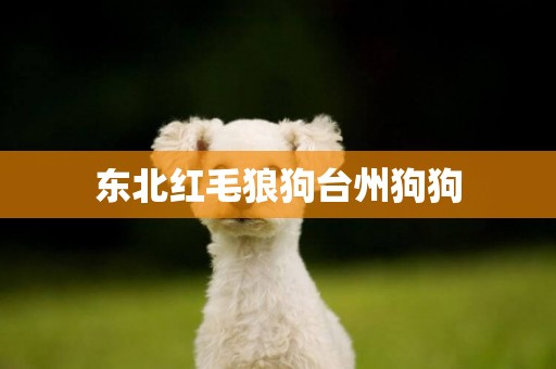 東北紅毛狼狗臺州狗狗