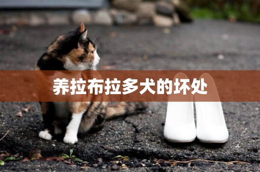 養拉布拉多犬的壞處