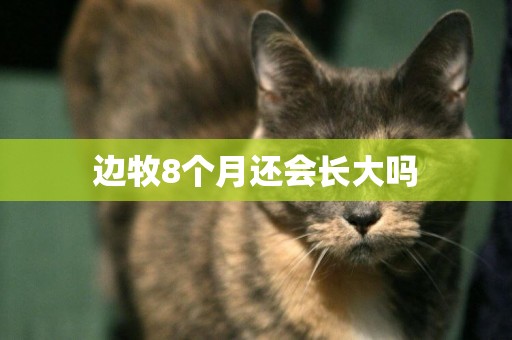 邊牧8個月還會長大嗎