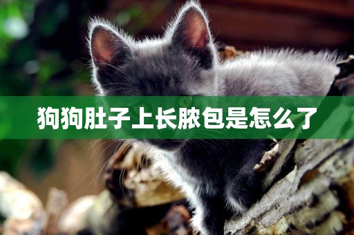 狗狗肚子上長膿包是怎么了