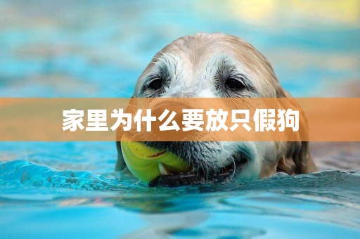 家里為什么要放只假狗
