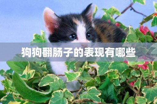 狗狗翻腸子的表現有哪些