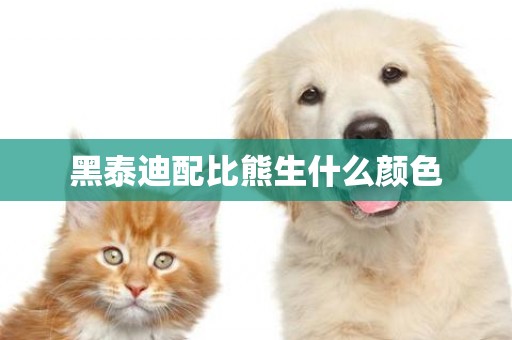 黑泰迪配比熊生什么顏色