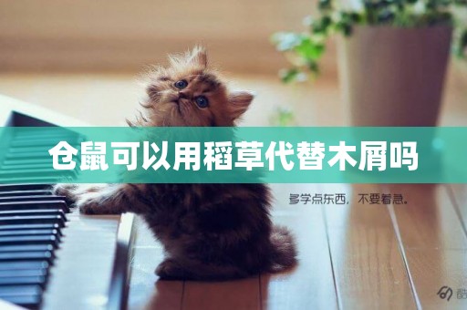 倉鼠可以用稻草代替木屑嗎
