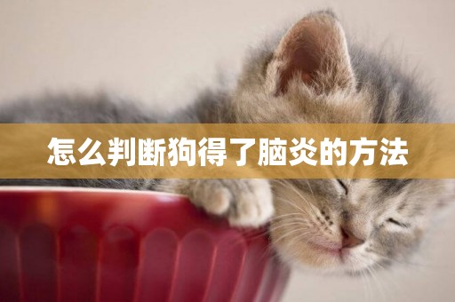 怎么判斷狗得了腦炎的方法